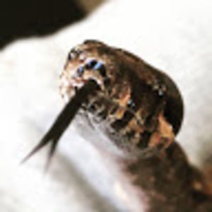 Meet your Posher, Adrian